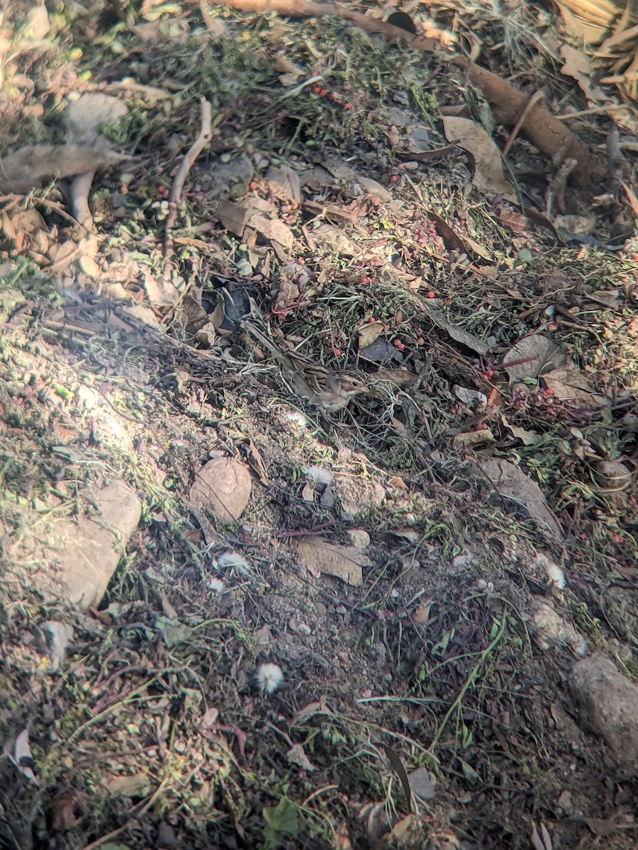 Clay-colored Sparrow - ML632590563