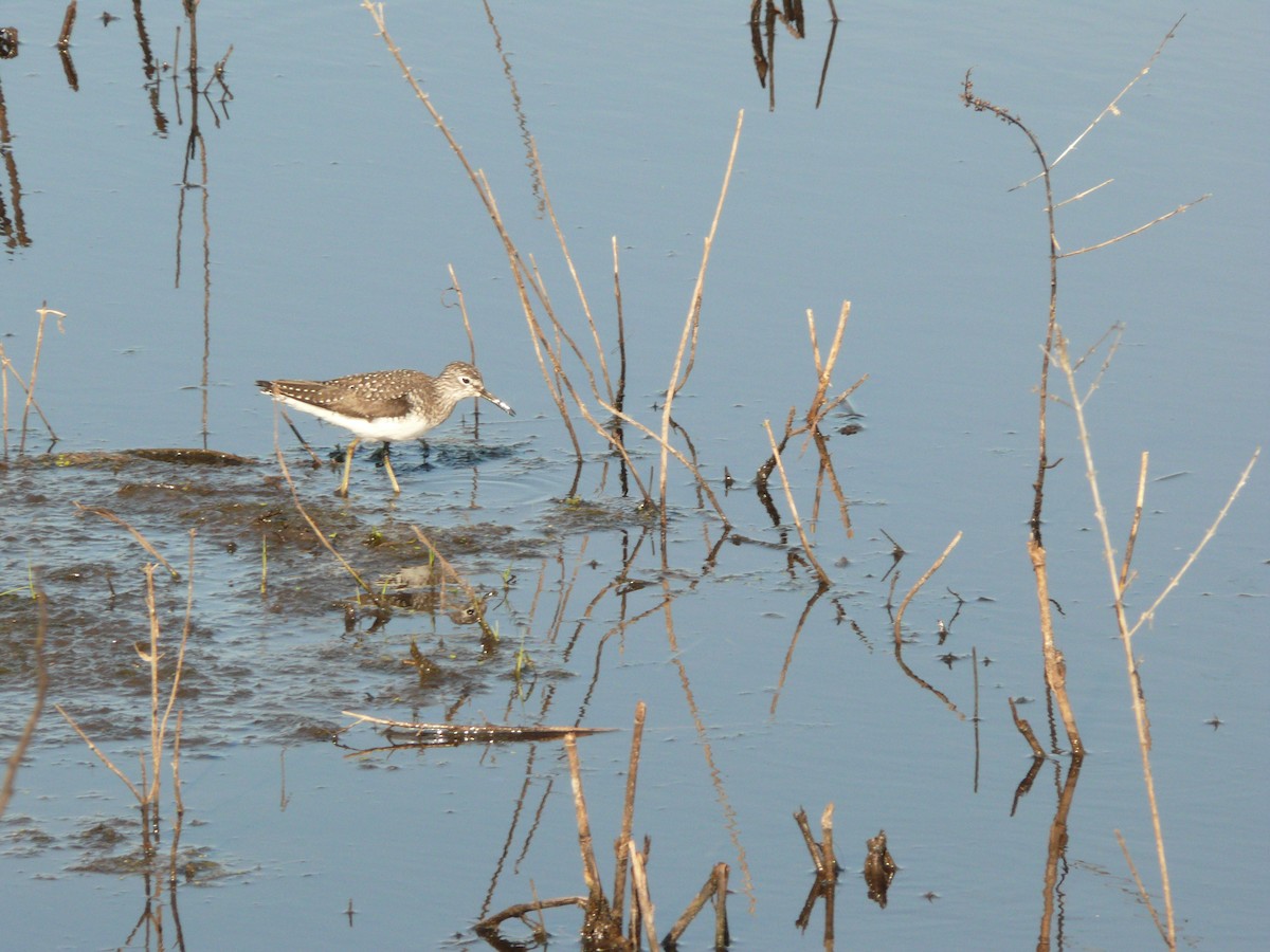 Solitary Sandpiper - ML632590693