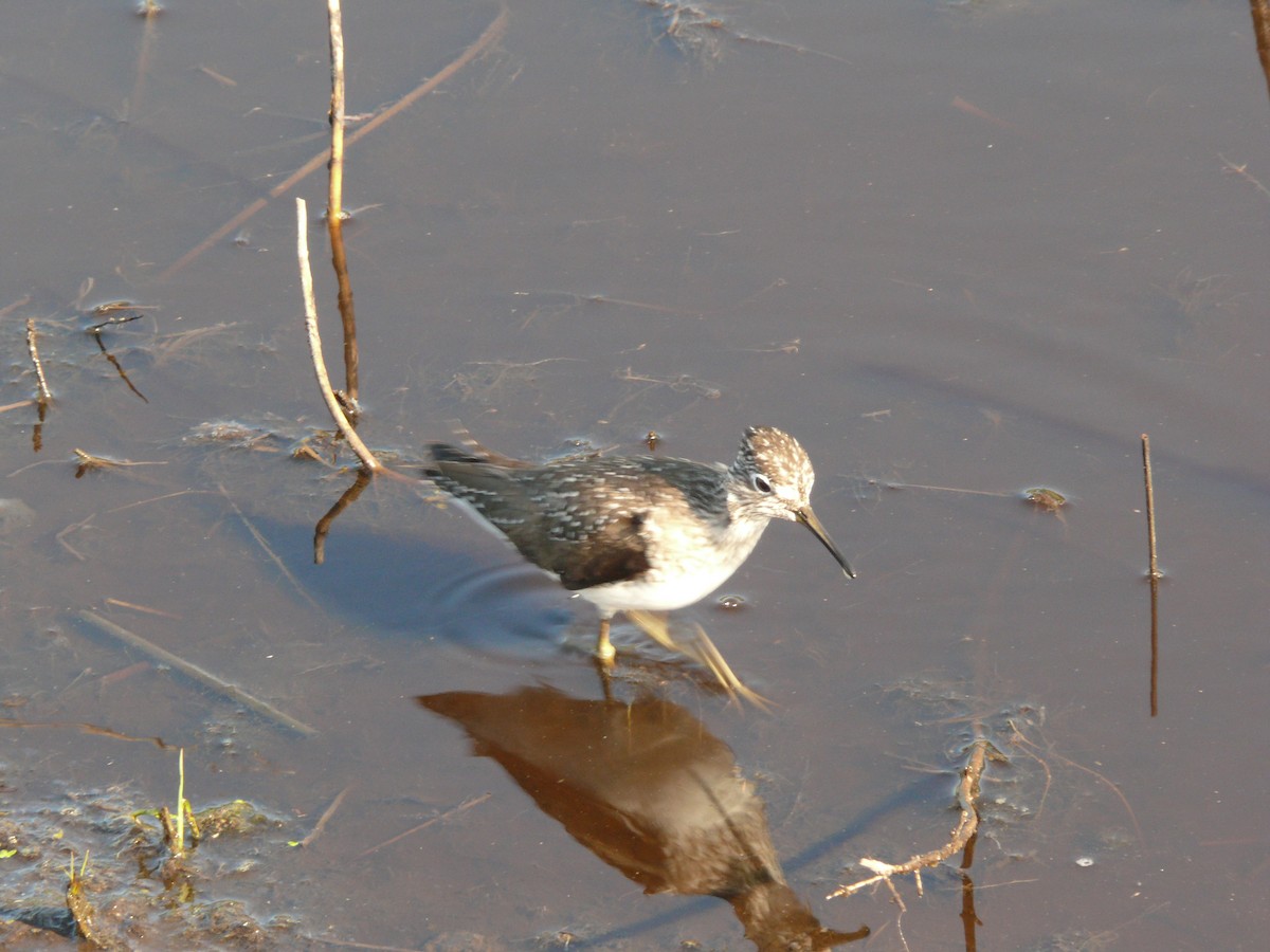 Solitary Sandpiper - ML632590718