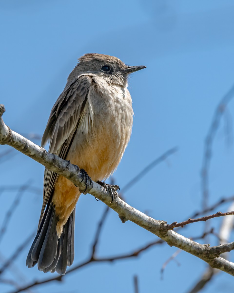Say's Phoebe - ML632590734