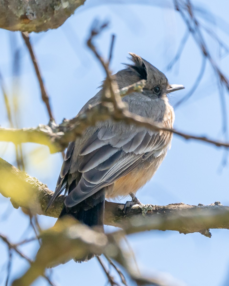 Say's Phoebe - ML632590735