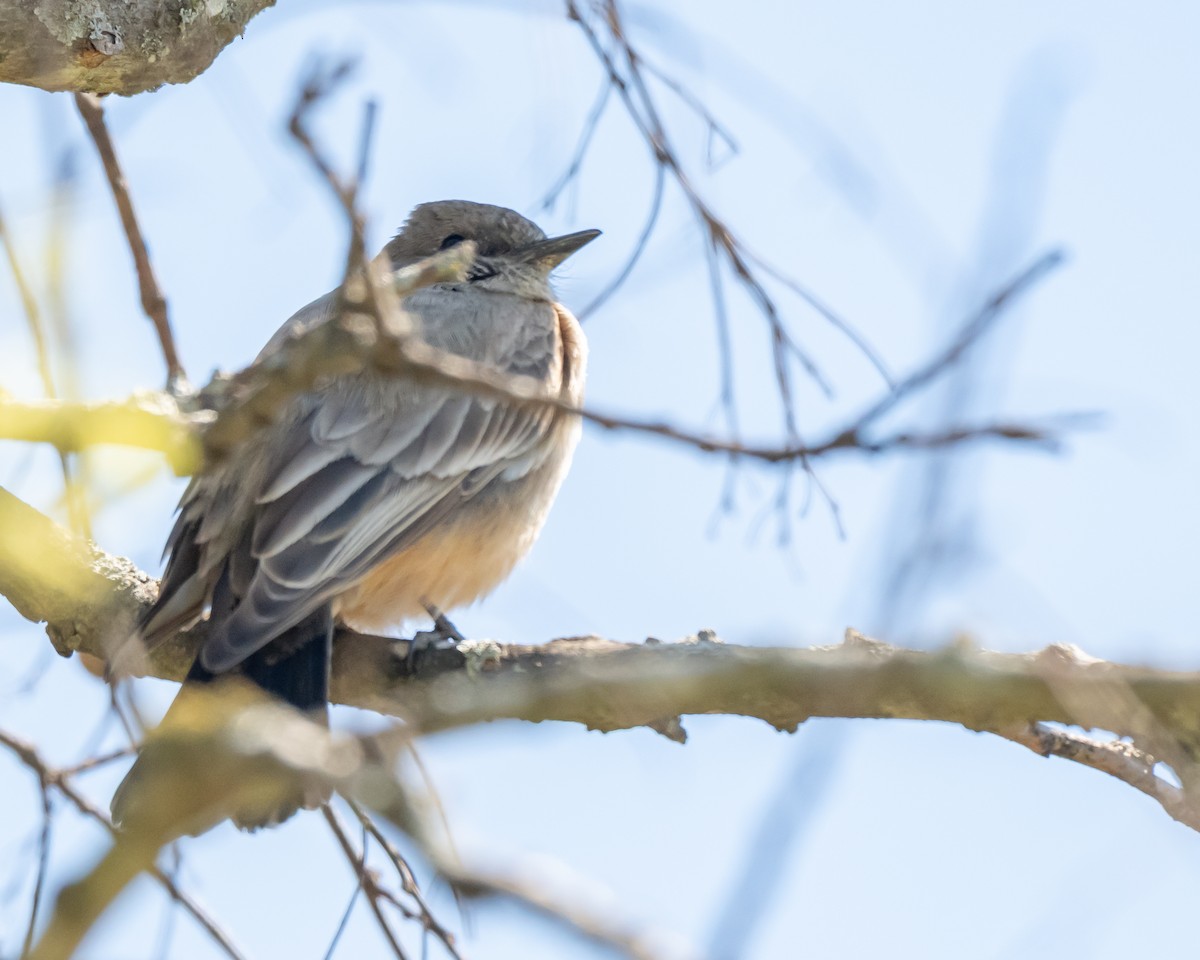 Say's Phoebe - ML632590736