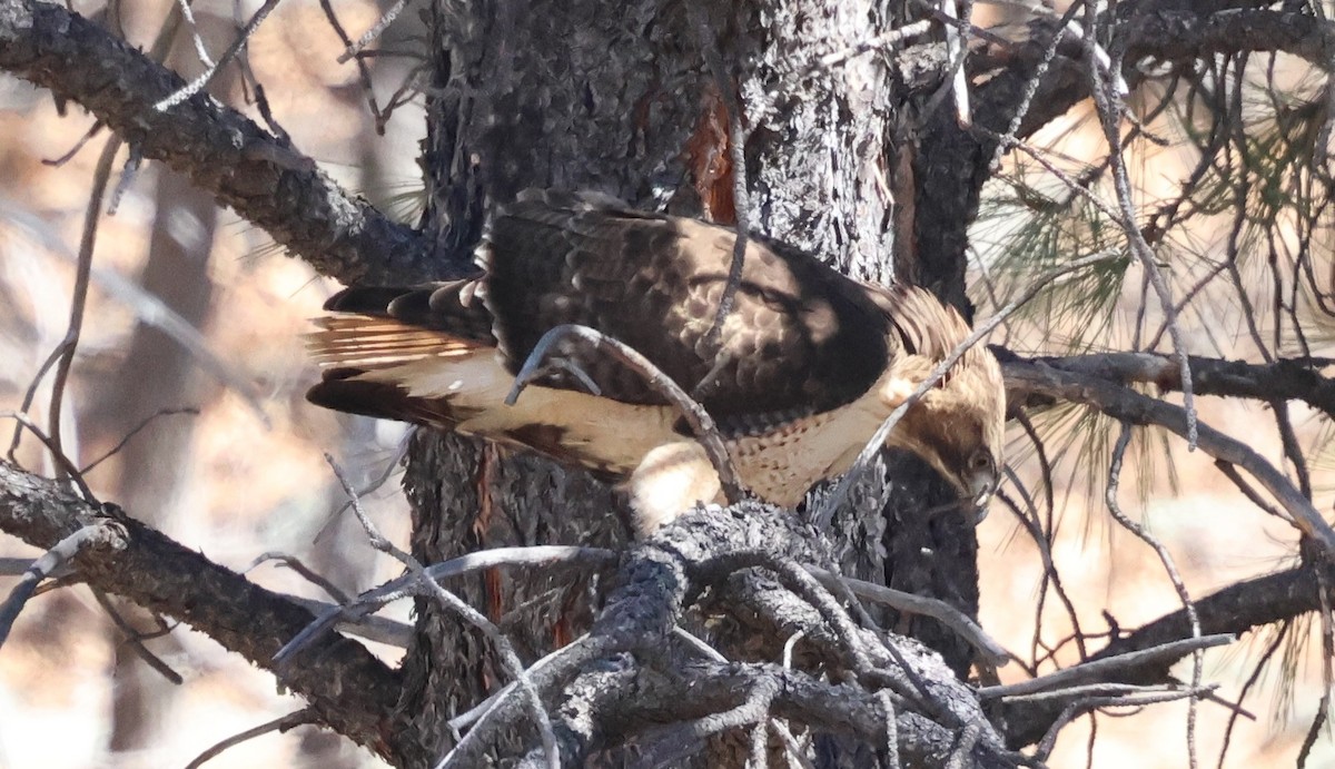 Red-tailed Hawk - ML632590761