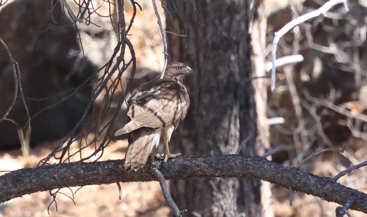 Red-tailed Hawk - ML632590762