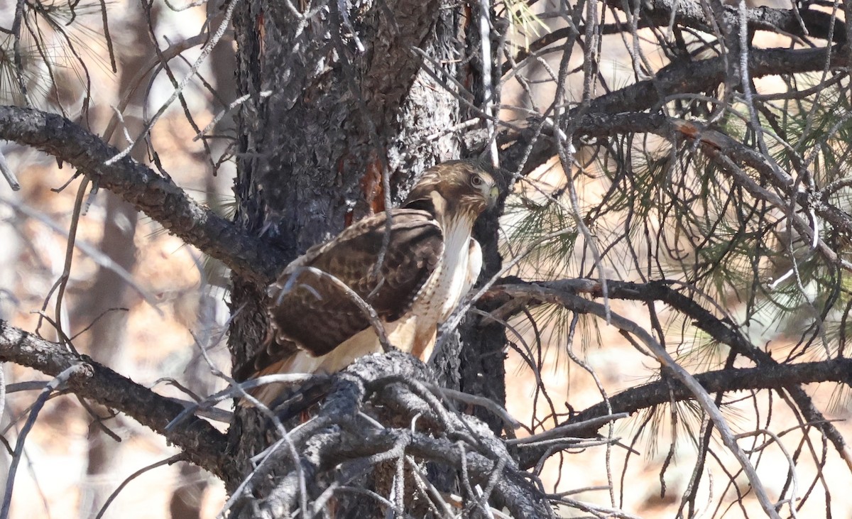 Red-tailed Hawk - ML632590763