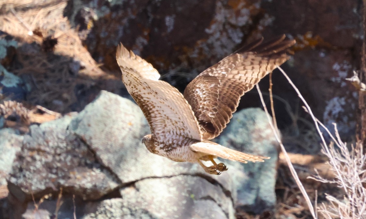 Red-tailed Hawk - ML632590764