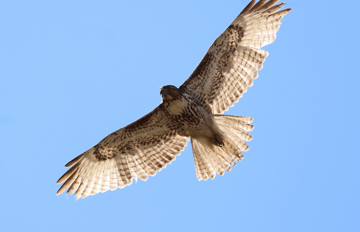 Red-tailed Hawk - ML632590788