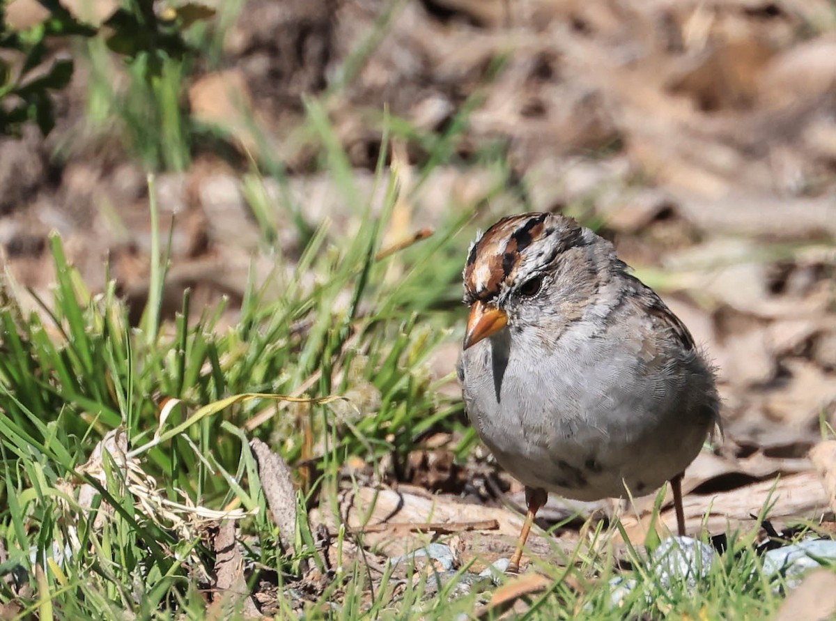 White-crowned Sparrow - ML632590850