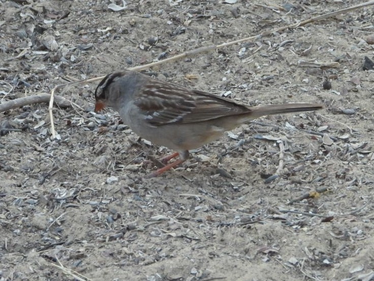 White-crowned Sparrow - ML632590930