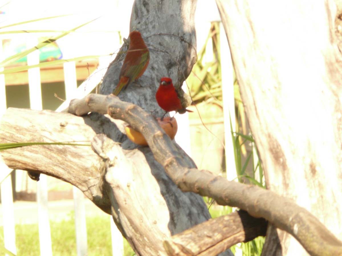 Scarlet Tanager - ML632590940