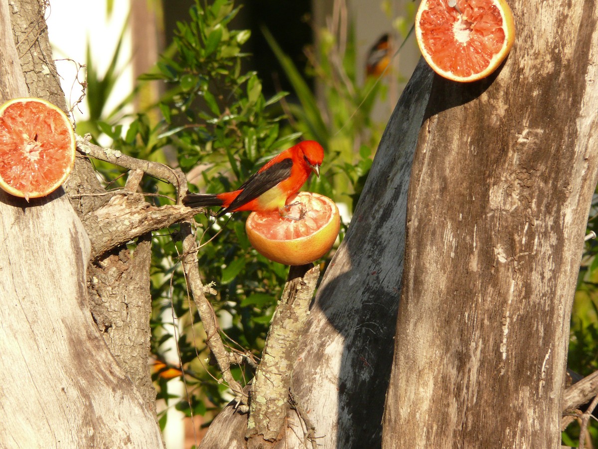 Scarlet Tanager - ML632590982