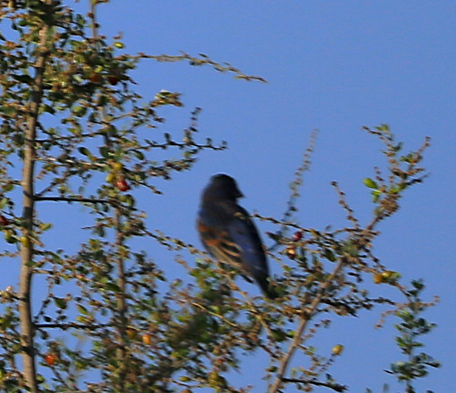 Blue Grosbeak - ML632591053