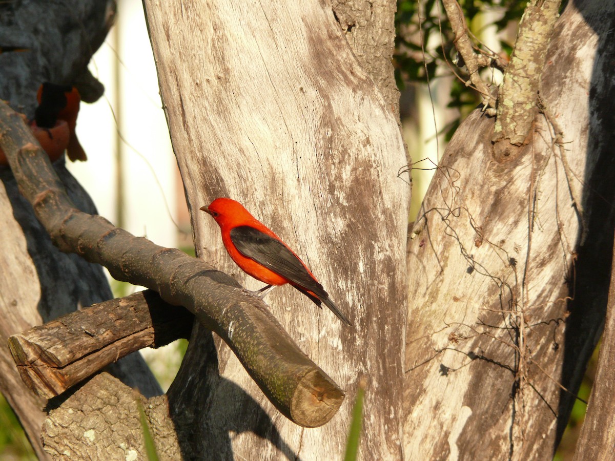 Scarlet Tanager - ML632591071