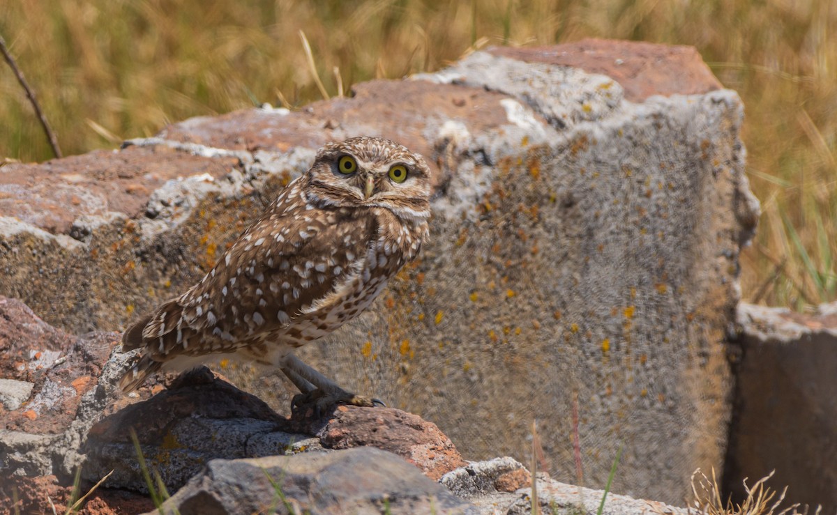 アナホリフクロウ - ML632591171