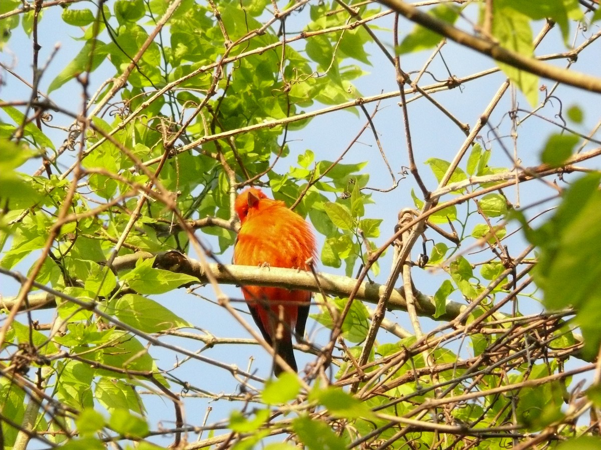 Scarlet Tanager - ML632591199