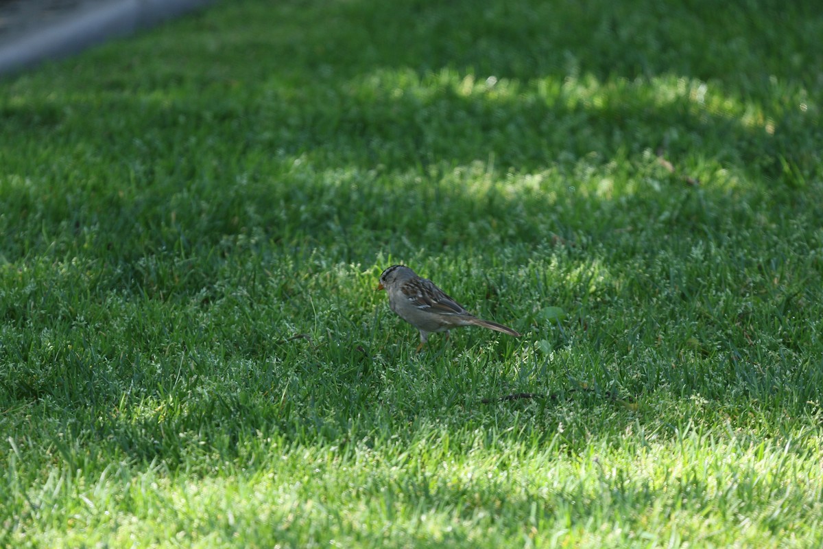 White-crowned Sparrow - ML632591212