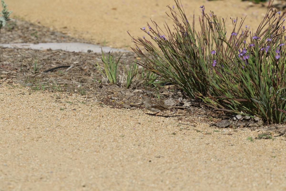 White-crowned Sparrow - ML632591213