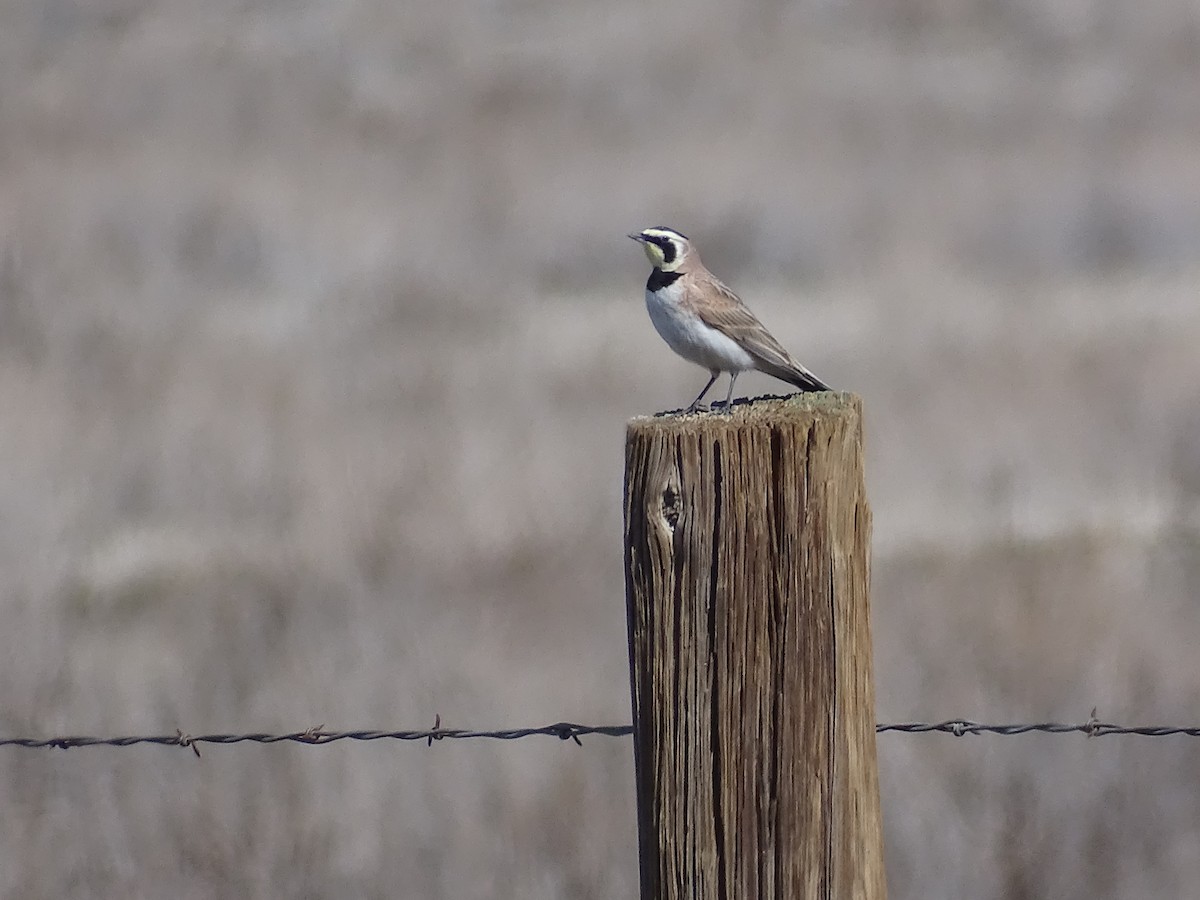 Horned Lark - ML632591249