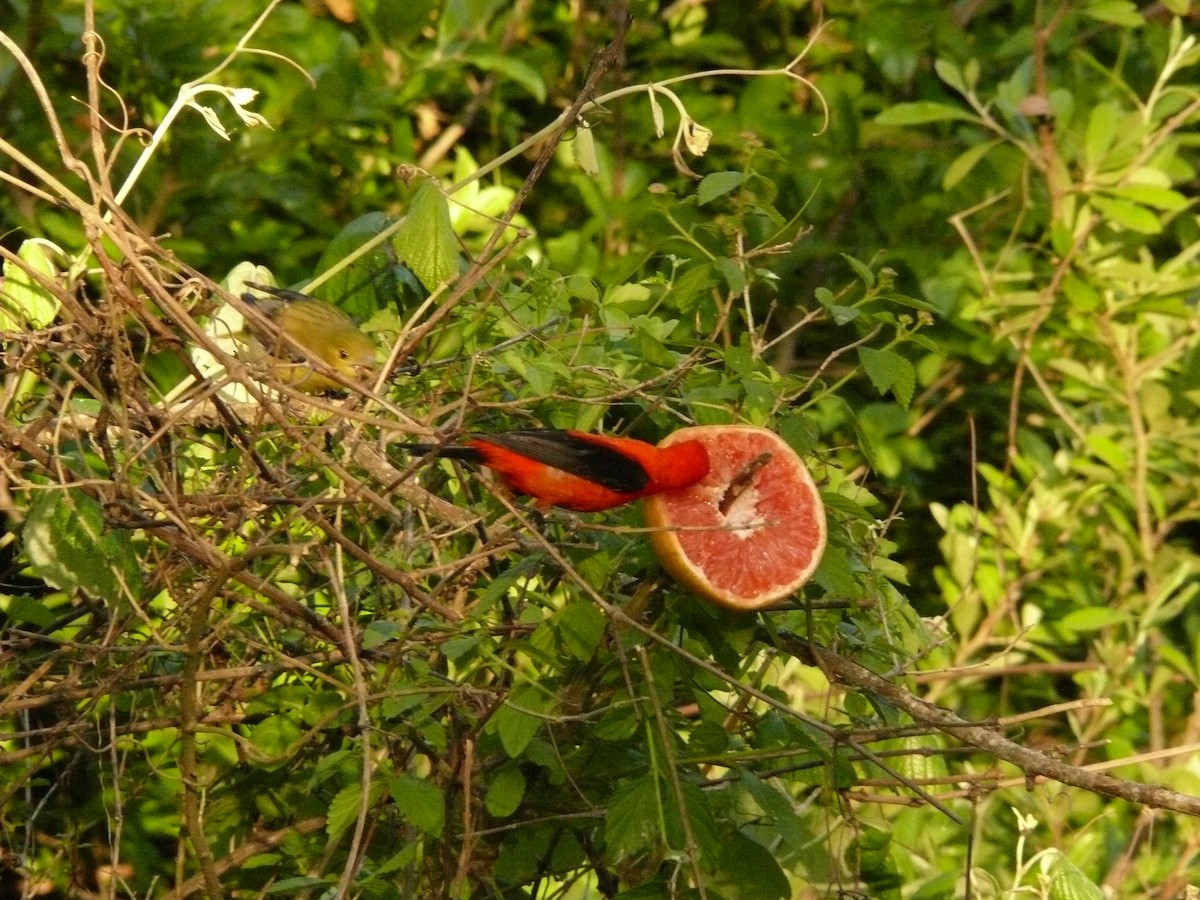 Scarlet Tanager - ML632591263