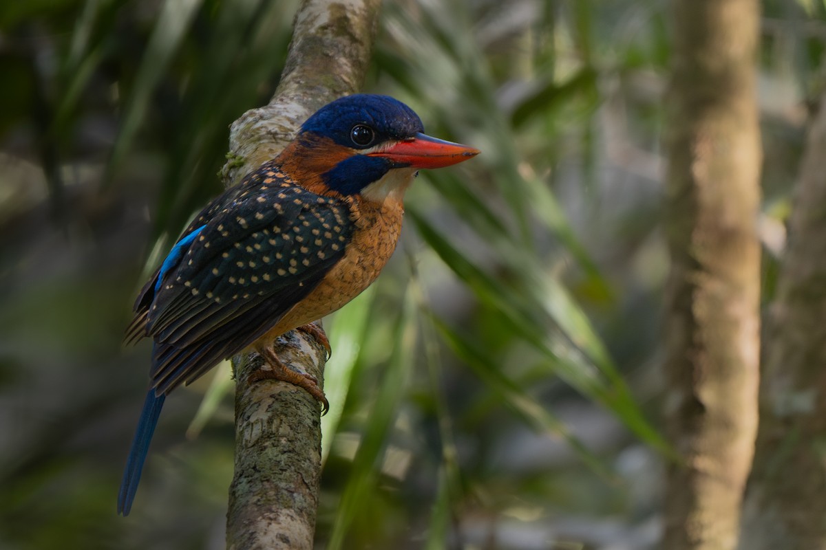 Blue-capped Kingfisher - ML632591395