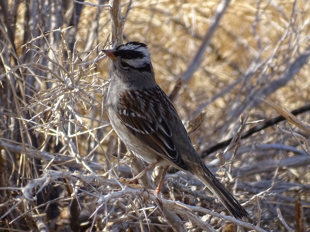 White-crowned Sparrow - ML632591472