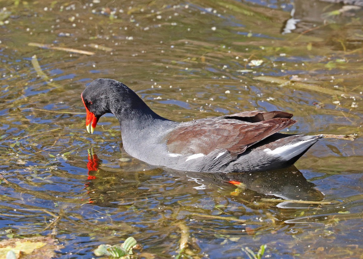 Common Gallinule - ML632591545