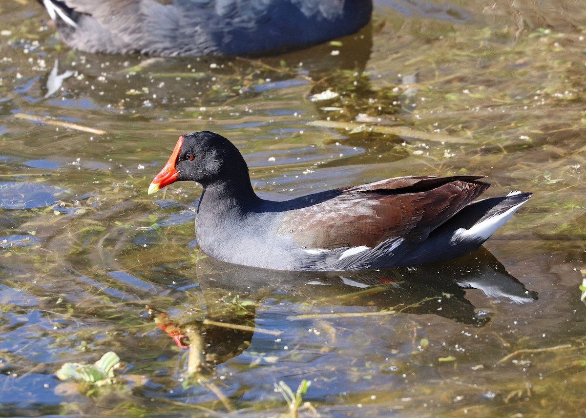 Common Gallinule - ML632591546