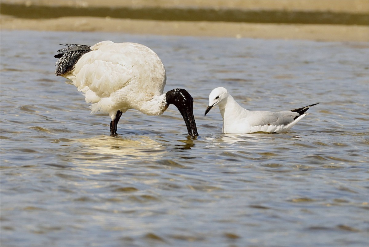 Silver Gull - ML632591625