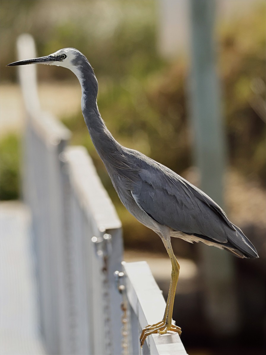 White-faced Heron - ML632591641