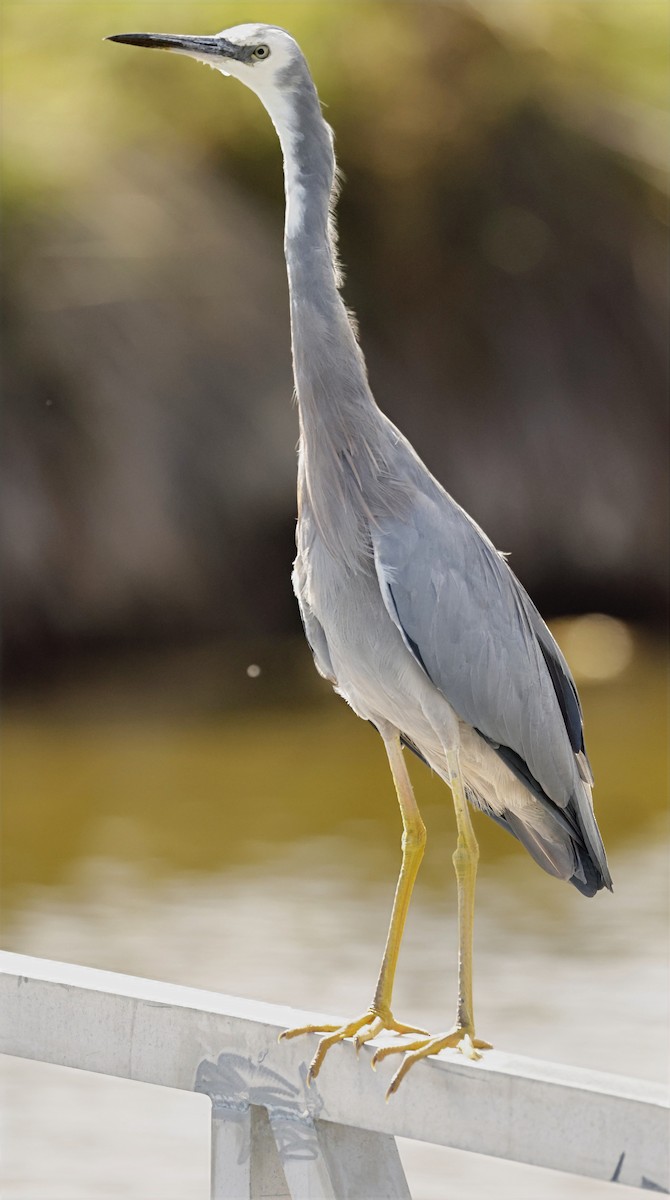 White-faced Heron - ML632591643