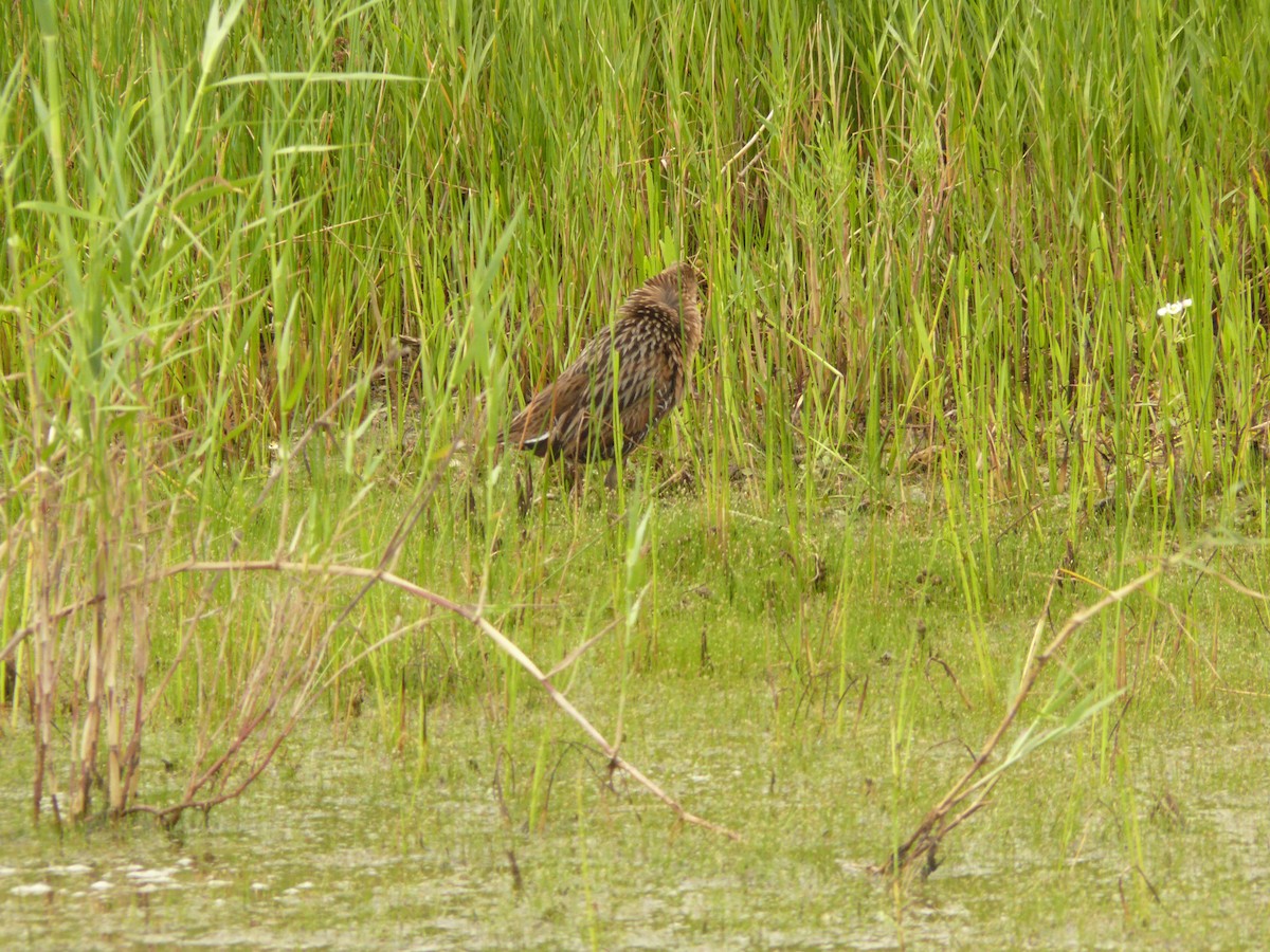 King/Clapper Rail - ML632591682