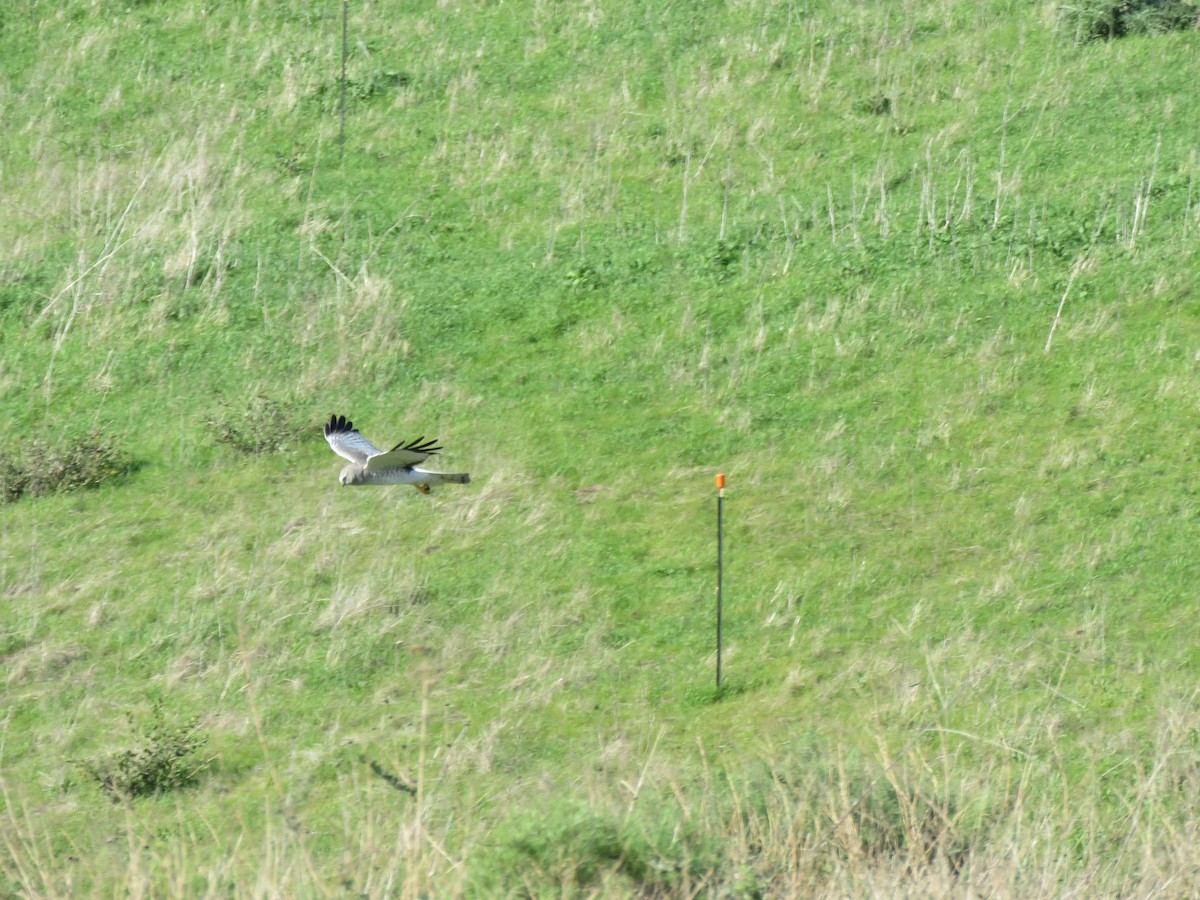 Northern Harrier - ML632591703