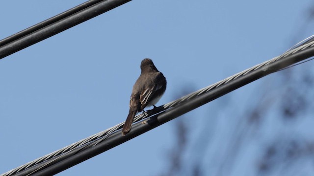Black Phoebe - ML632591709