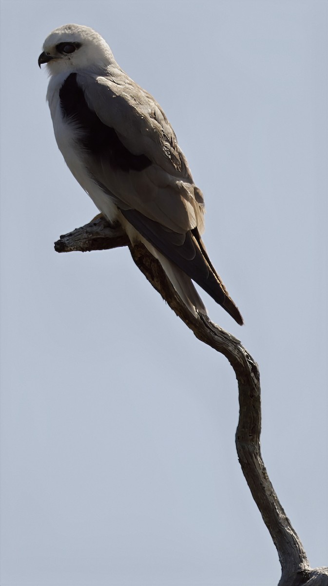 Black-shouldered Kite - ML632591737