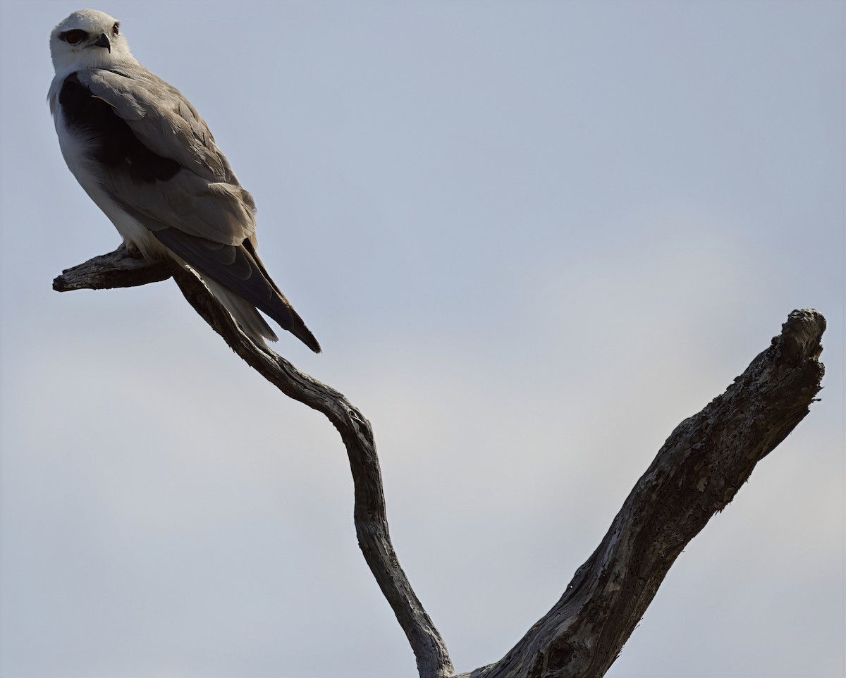 Black-shouldered Kite - ML632591757