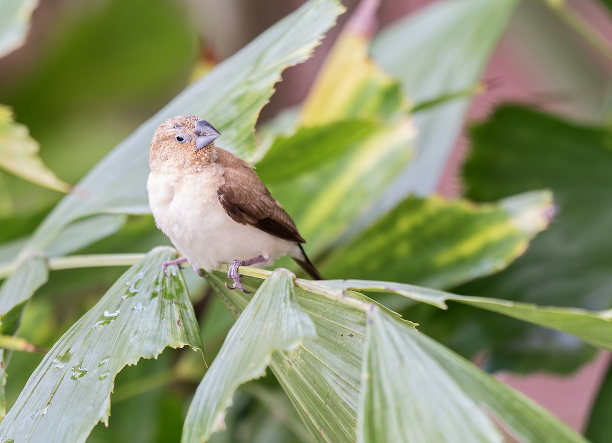 savannesølvnebb - ML632591883