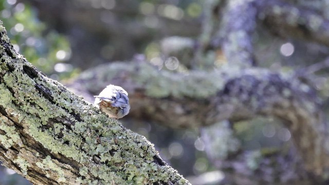 White-breasted Nuthatch (Pacific) - ML632591952