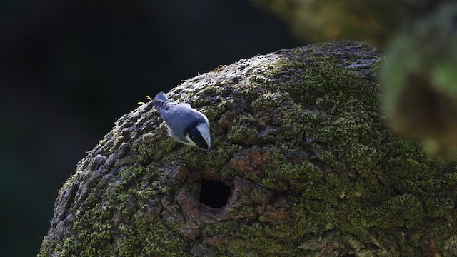 White-breasted Nuthatch (Pacific) - ML632591979