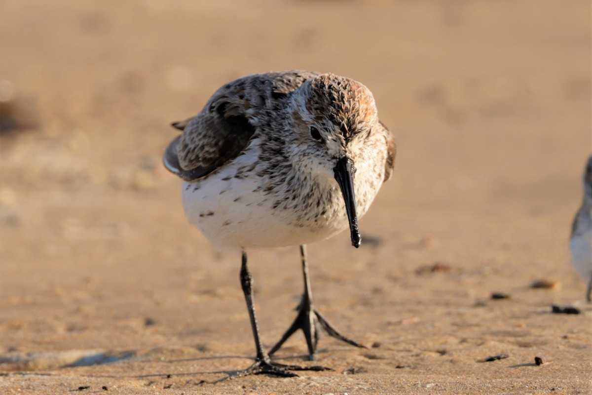 Western Sandpiper - ML632592000
