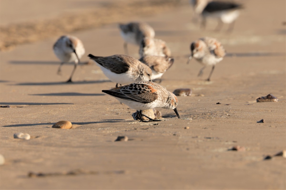 Western Sandpiper - ML632592001
