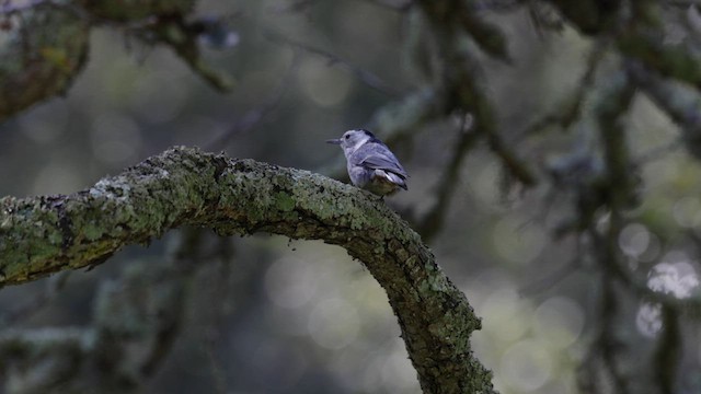 White-breasted Nuthatch (Pacific) - ML632592029