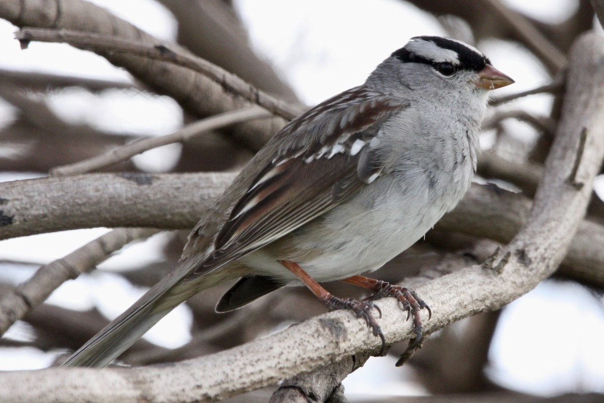 White-crowned Sparrow - ML632592041