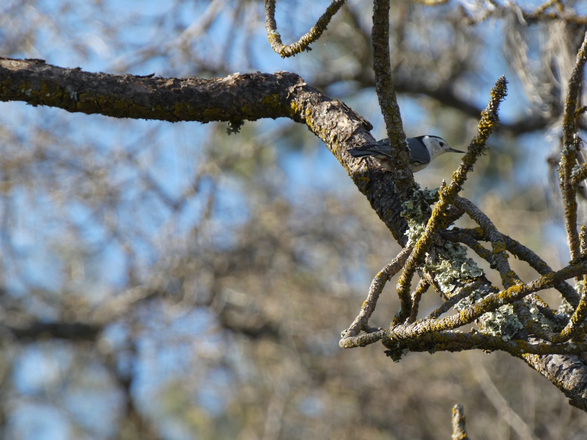 White-breasted Nuthatch - ML632592074