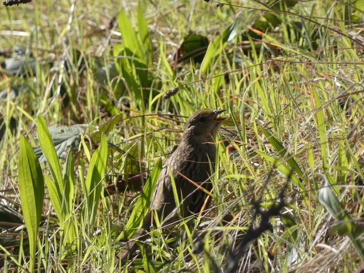 Golden-crowned Sparrow - ML632592078