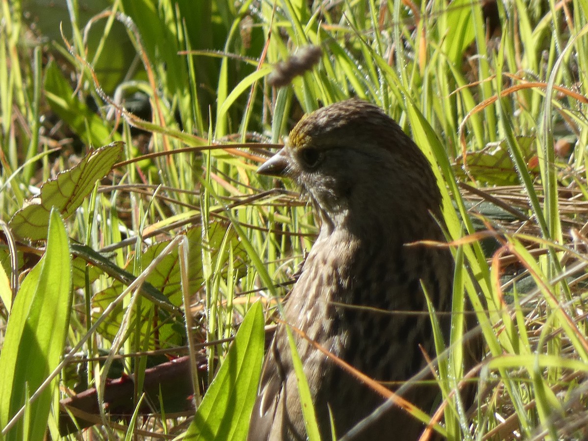 Golden-crowned Sparrow - ML632592079