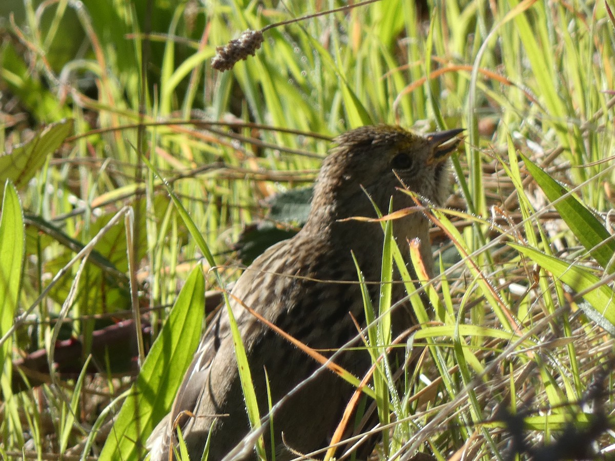 Golden-crowned Sparrow - ML632592080