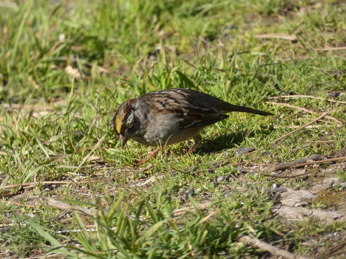 Golden-crowned Sparrow - ML632592081