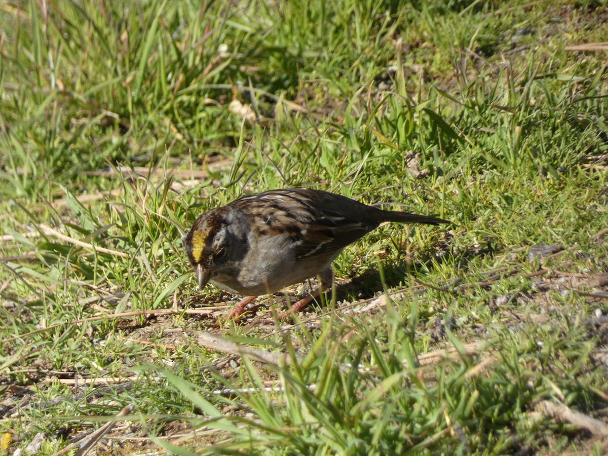 Golden-crowned Sparrow - ML632592082