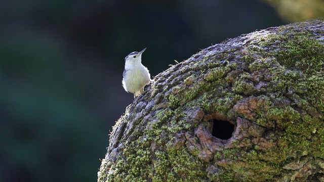 White-breasted Nuthatch (Pacific) - ML632592087