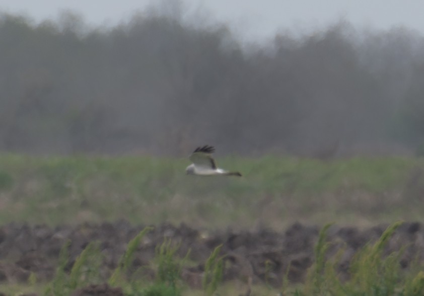 Northern Harrier - ML632592088